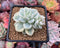 Sedum 'Clavatum' Variegated 2"-3" Succulent Plant