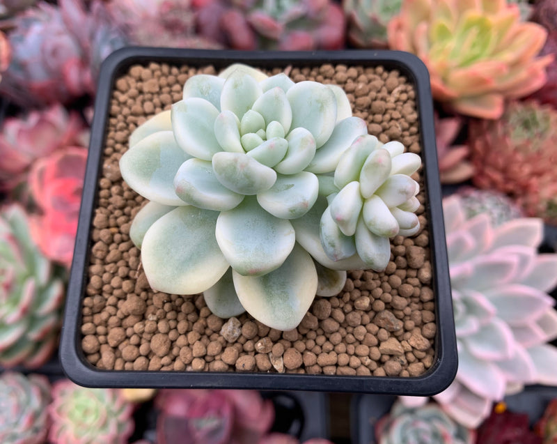 Sedum 'Clavatum' Variegated 2"-3" Succulent Plant