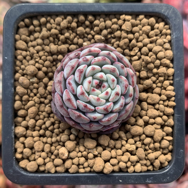 Echeveria 'Minima' 1/2"-1" Small Succulent Plant