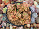 Sedeveria 'Rolly' 5" Cluster Large Succulent Plant