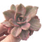 Graptoveria 'Mrs Richards' Variegated 3" Succulent Plant