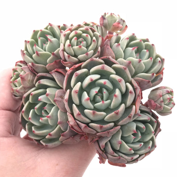 Echeveria Nanahukumini Cluster 5” Rare Succulent Plant