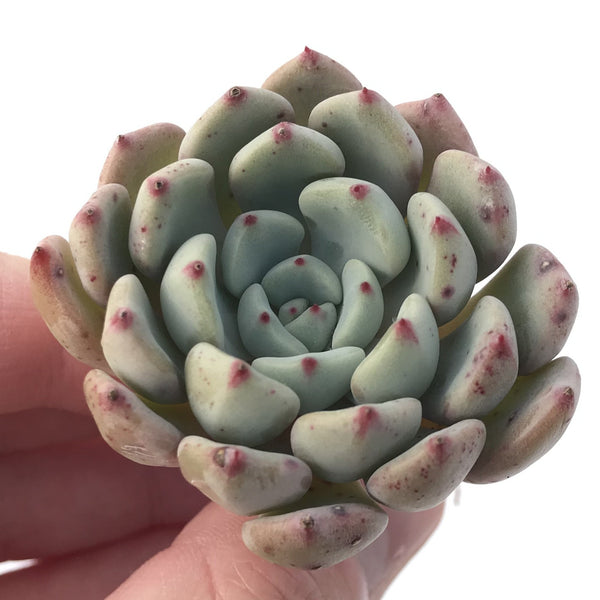 Graptoveria 'Amenova' 2" New Hybrid Succulent Plant