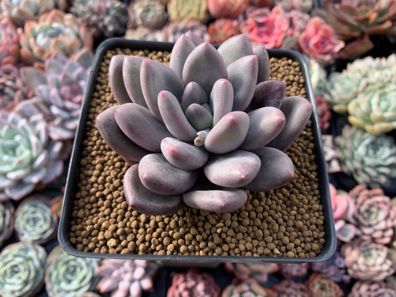 Pachyphytum 'Valentine' 3"-4" Succulent Plant