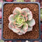 Sedeveria 'Rolly' Variegated 1" Succulent Plant