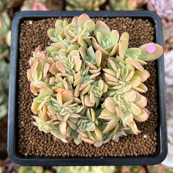 Echeveria 'Pastel' Crested 3" Succulent Plant