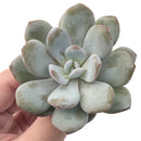 Echeveria 'Laui' 2"-3" Powdery Succulent Plant