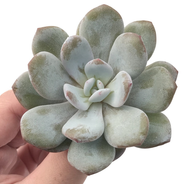 Echeveria 'Laui' 2"-3" Powdery Succulent Plant