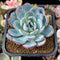 Echeveria 'Red Powder' 2" Powdery Succulent Plant