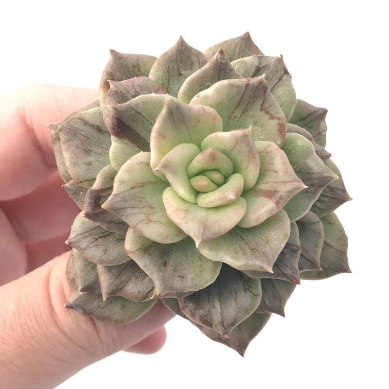 Echeveria 'Silver Prince’ Variegated 2"-3” Rare Succulent Plant