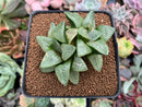 Haworthia 'Spring Water' 3" Double Head Succulent Plant