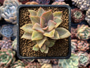 Graptoveria 'Huthspink' Variegated 2"-3" Succulent Plant