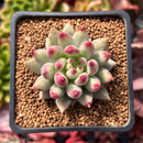 Pachyphytum 'Yeonji' 2" Succulent Plant