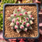 Pachyphytum 'Yeonji' 2" Succulent Plant