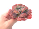 Echeveria 'Hearts Delight’ Large 4” Rare Succulent Plant