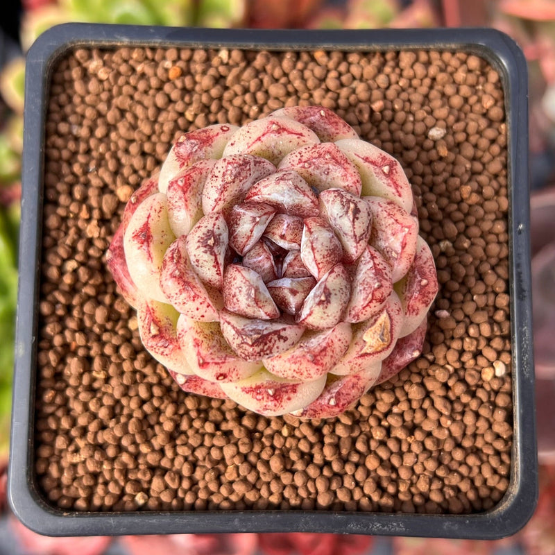 Echeveria 'Amethyst' 1"-2" Succulent Plant