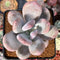 Pachyphytum 'Bracteosum' 3" Succulent Plant