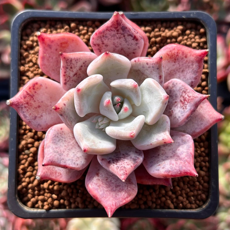 Echeveria sp. 2" Succulent Plant