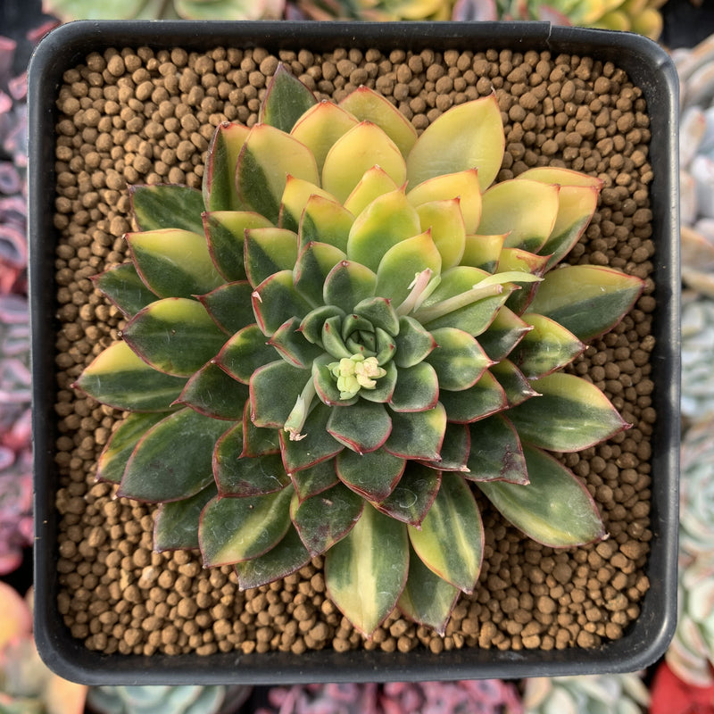 Echeveria 'Pollina' Variegated 4" Very Rare Succulent Plant