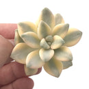 Graptoveria 'Titutbans' Variegated 1" Succulent Plant