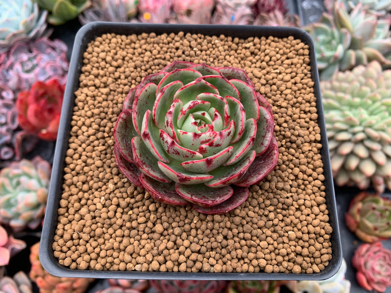 Echeveria Agavoides 'Red Fantasy' 2"-3" Succulent Plant