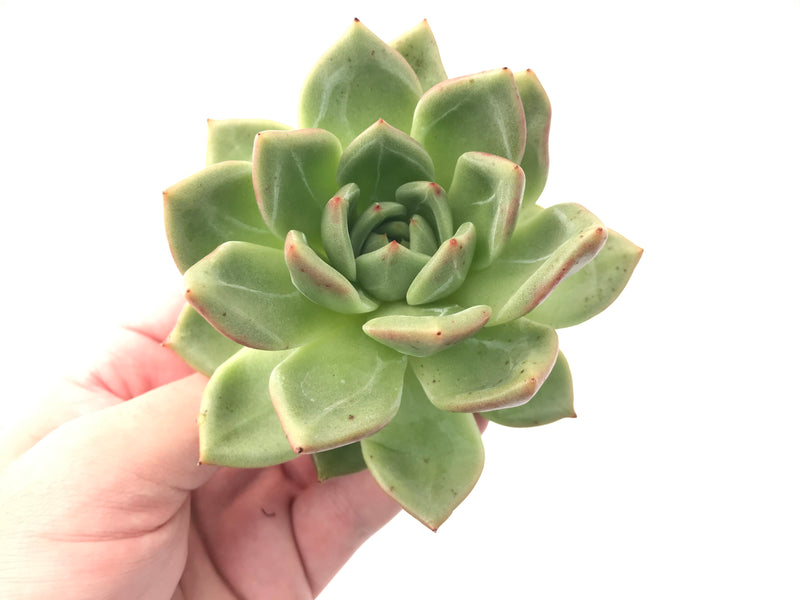 Echeveria Agavoides 'White Champaign' 4" Succulent Plant