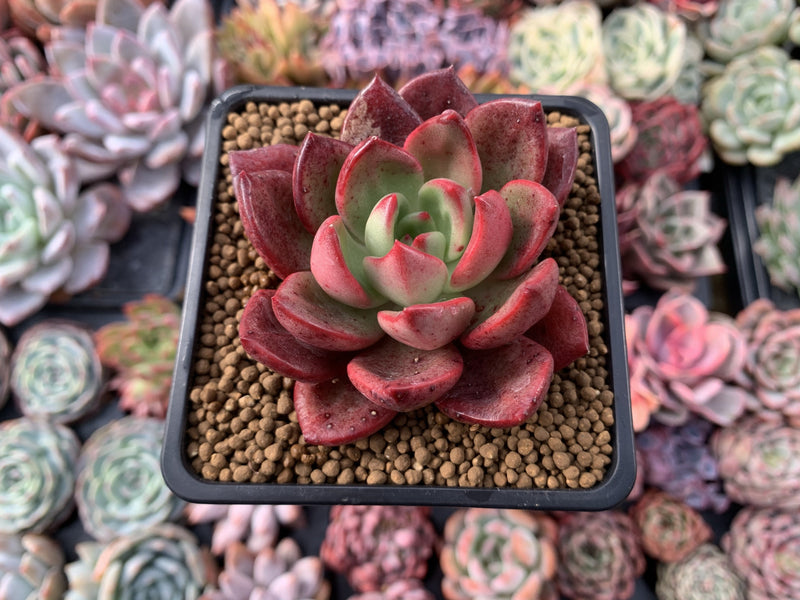 Echeveria Agavoides 'Chapote' 3"-4" Succulent Plant