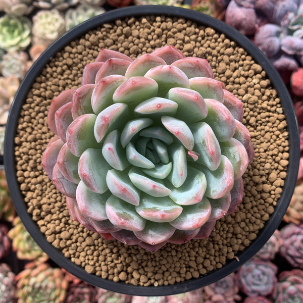 Echeveria 'Yusuke' 4" Succulent Plant