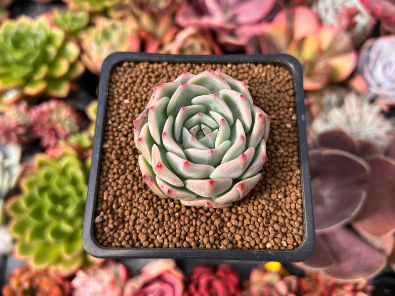 Echeveria 'Blue Dolphin' 1