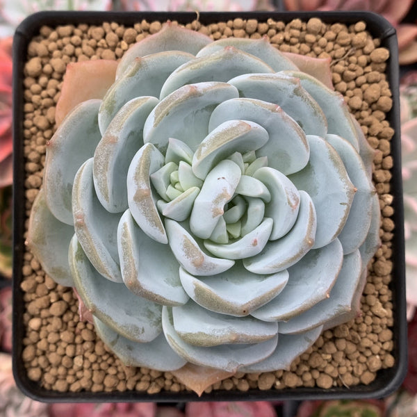 Echeveria 'White One' 3" Powdery Succulent Plant