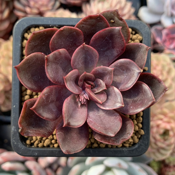 Echeveria 'Mina' 2" Succulent Plant