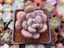 Pachyphytum Oviferum 'Tsukibijin' 2" Succulent Plant