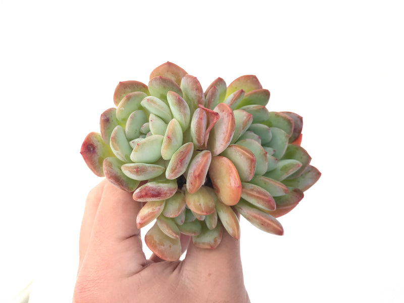 Echeveria 'Paul Shay' Cluster 4"-5" Succulent Plant