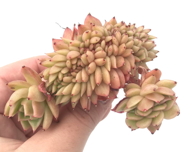 Echeveria Agavoides ‘Gilva’ Crested Cluster 3" Rare Succulent Plant