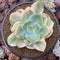 Echeveria 'Hakuhou' Variegated 5" Succulent Plant