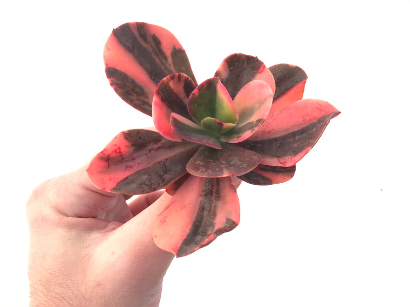 Echeveria 'Primadonna' Variegated 3" Succulent Plant