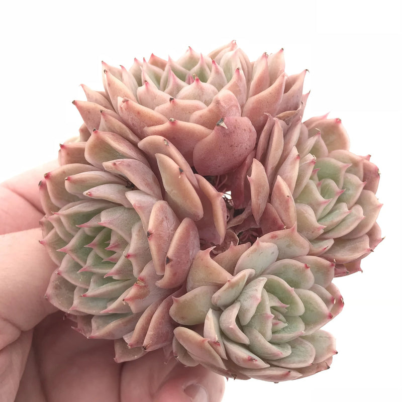 Echeveria Onslow Cluster 3” Rare Succulent Plant