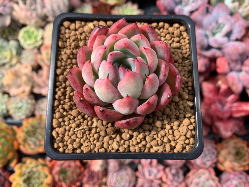 Echeveria sp. 2" Succulent Plant