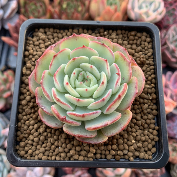 Echeveria 'Moon Harvest' 2" Succulent Plant