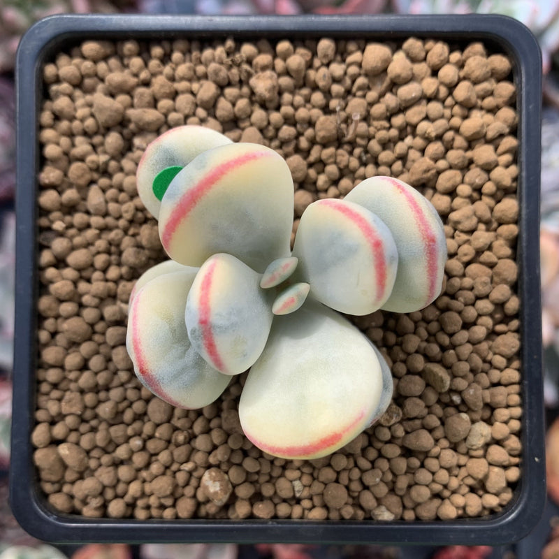 Cotyledon 'Orbiculata' Variegated Cutting 2" Succulent Plant