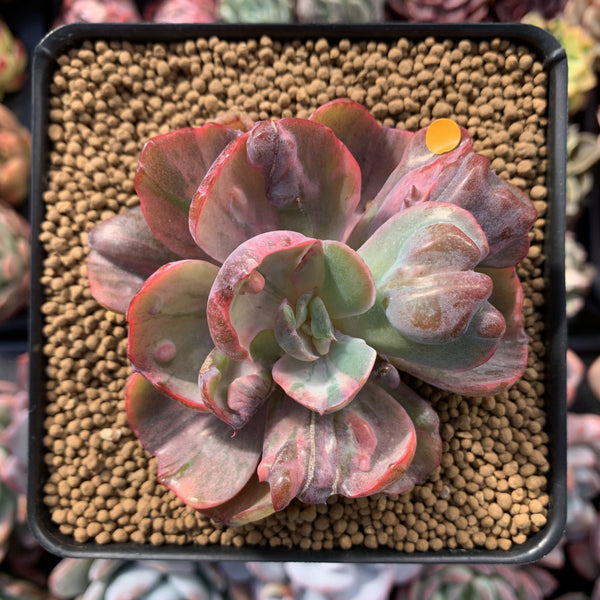 Echeveria 'Beyonce' Variegated 3" Rare Succulent Plant