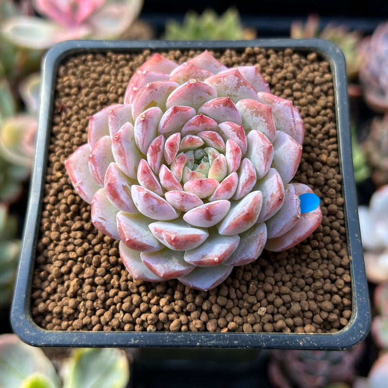 Echeveria 'Amazing Grace' 1" Succulent Plant