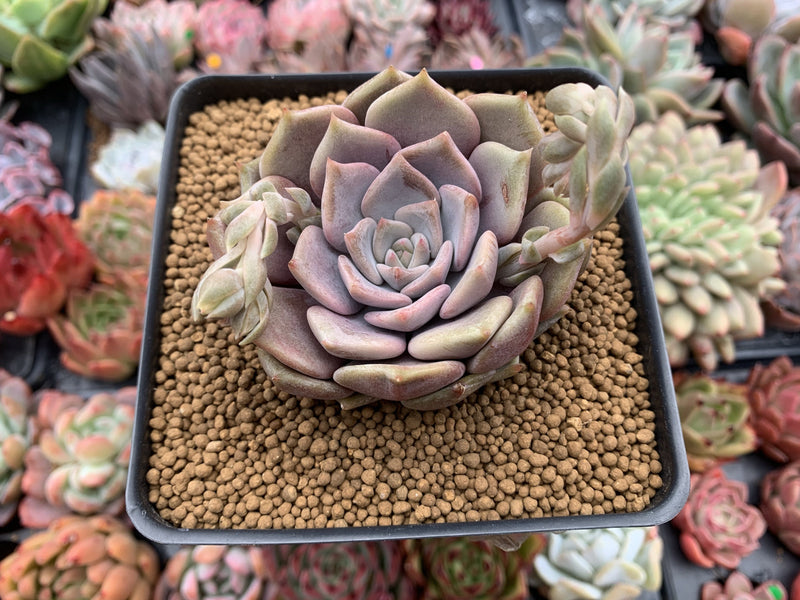 Echeveria 'Pastel Leon' 3"-4" New Hybrid Powdery Succulent Plant