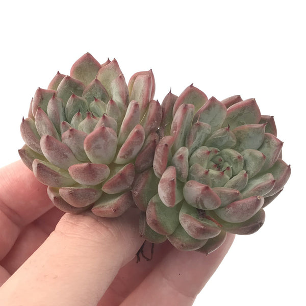 Echeveria sp. 2"-3" Powdery Succulent Plant