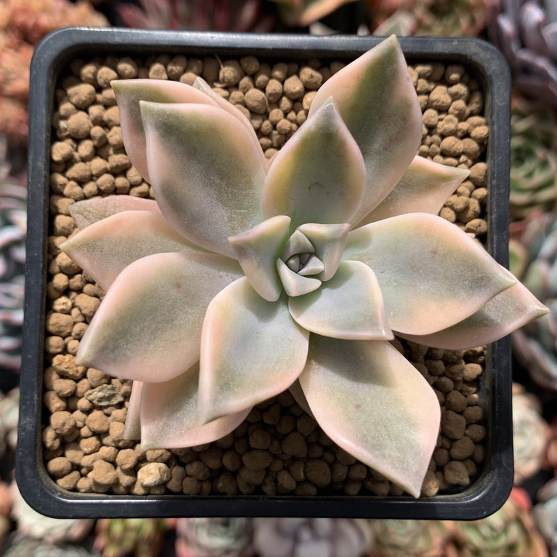 Graptopetalum 'Paraguayense' Variegated 2" Succulent Plant