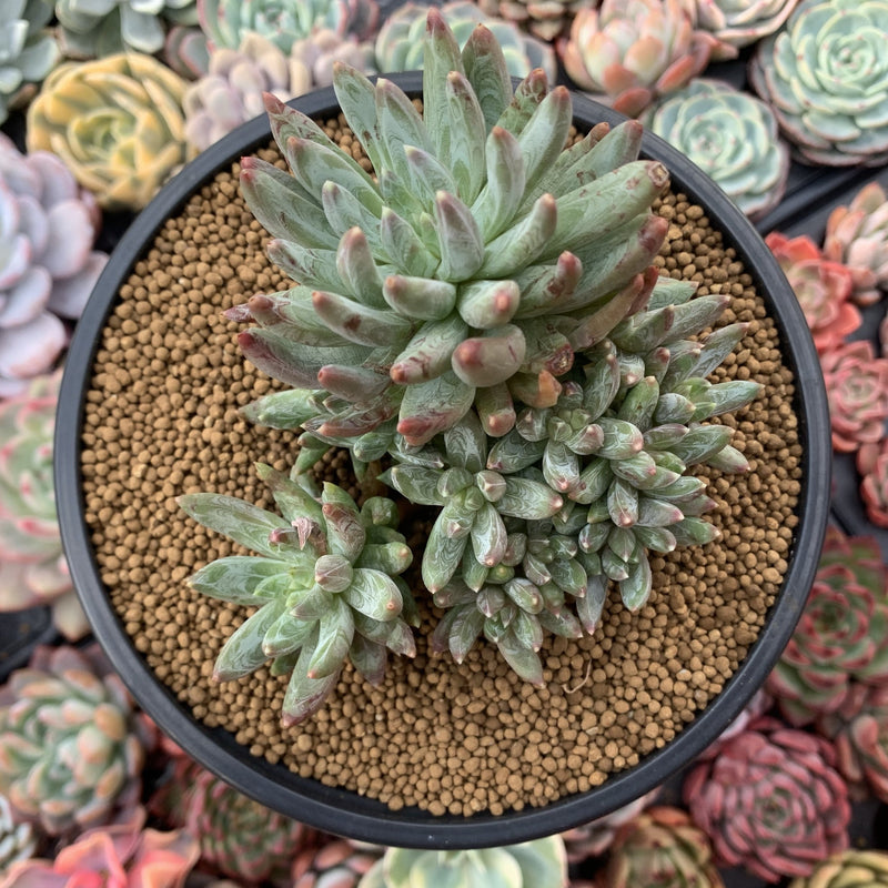 Pachyveria 'Bellgrave' Cluster 5"-6" Succulent Plant