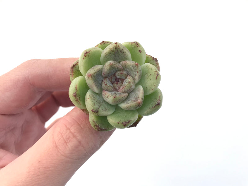 Echeveria Agavoides 'Amethyst' 1" Succulent Plant