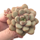 Graptoveria sp. 2" Rare Succulent Plant