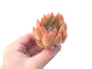 Echeveria Agavoides 'Pink Maria' 2"-3" Succulent Plant