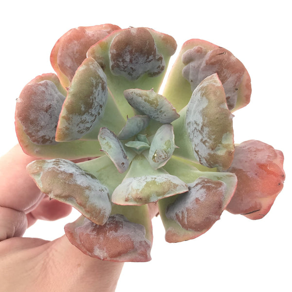 Echeveria 'Hearts Delight' 4" Rare Succulent Plant